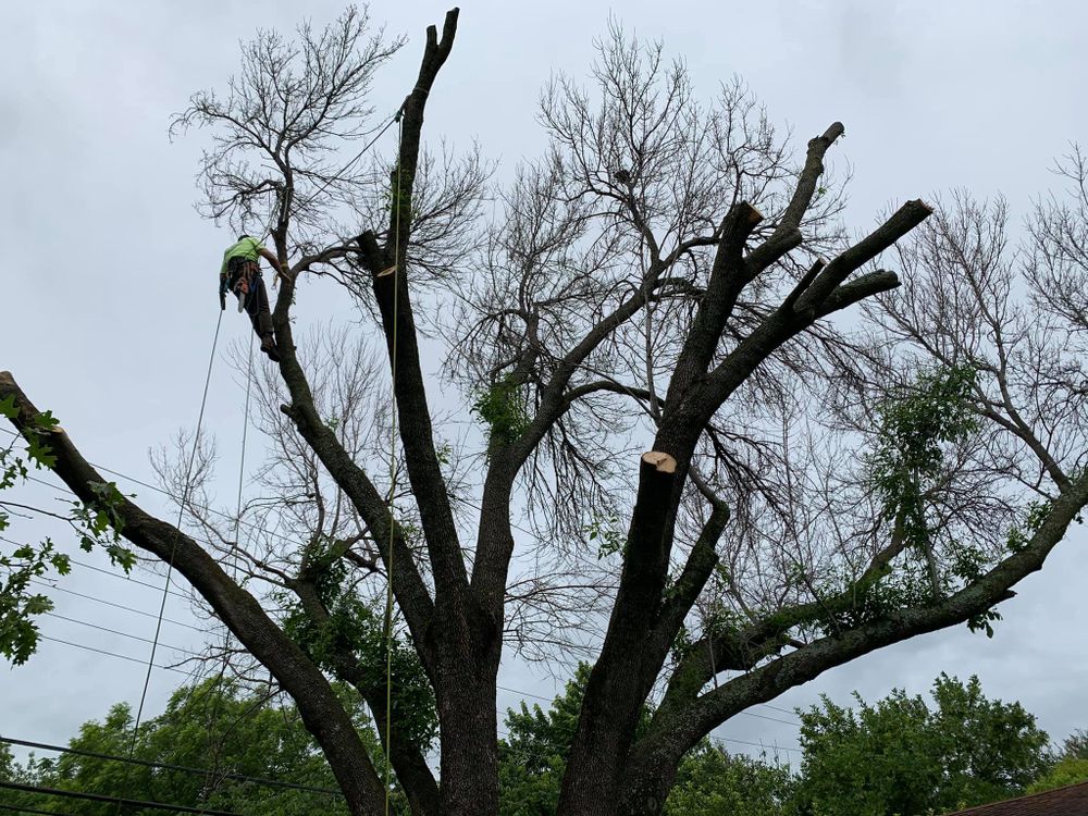 Enhance your landscape's health and appearance with our expert pruning service. We carefully remove dead or overgrown branches, promoting growth and ensuring the safety and beauty of your trees all year round. for TLC Professional Tree Service in Fort Worth, TX