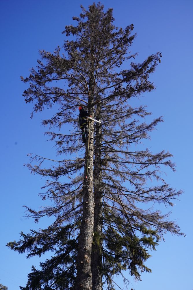 Tree Removal for Dan's tree service in Bemidji, MN