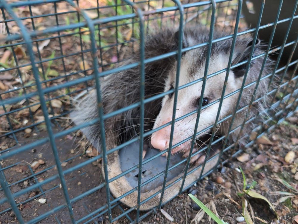 All Photos for Topper's Wildlife Removal in Garland, TX