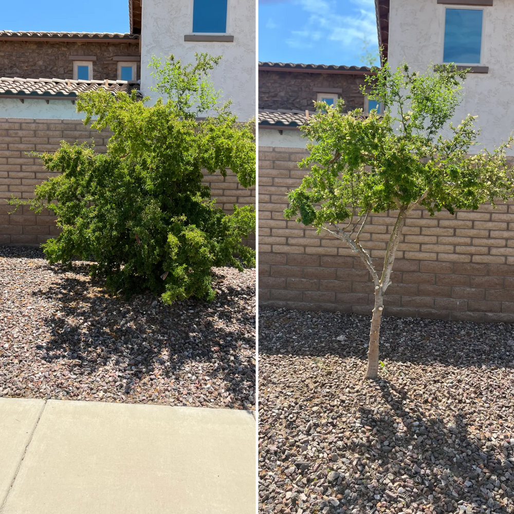 Topiary & Lawn Care for Grand Canyon State Landscape Inc. in Surprise, AZ