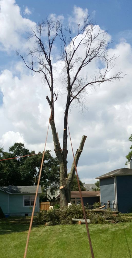 Our Tree Trimming service involves carefully shaping and pruning trees to promote healthy growth, improve aesthetics, and reduce safety hazards. Enhance the beauty of your property with our expert arborists. for David's Tree Service in Slidell, LA