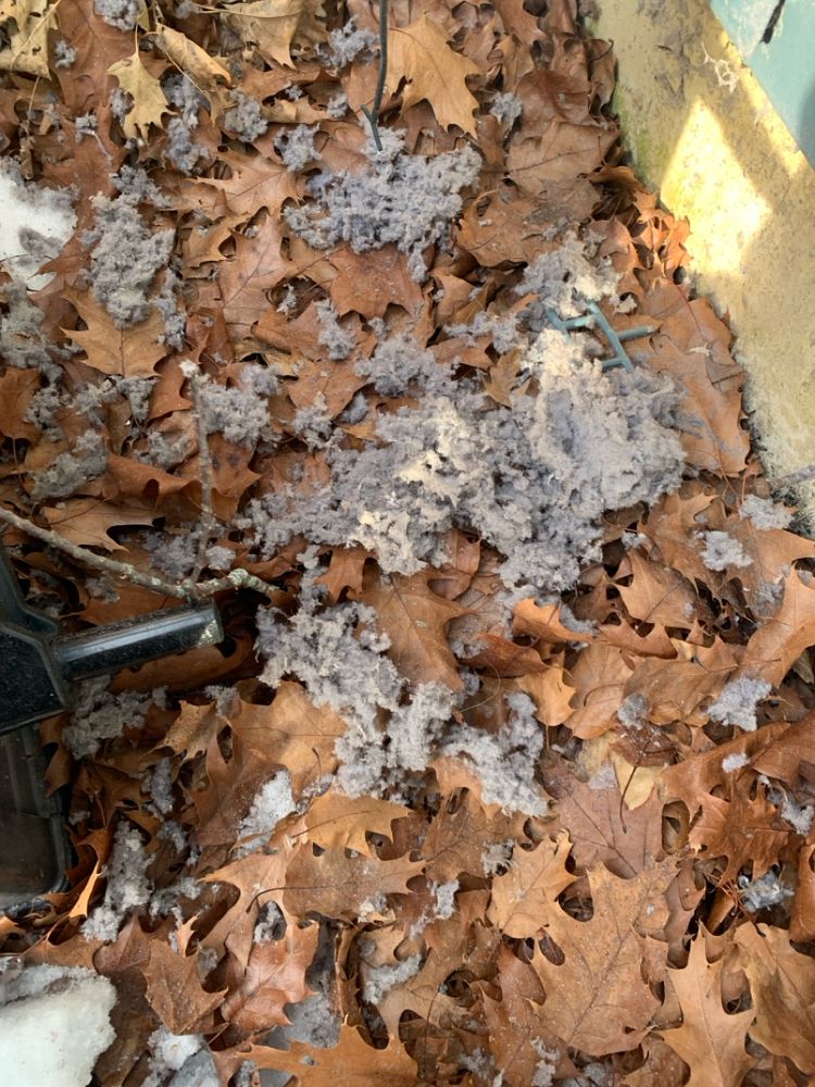 All Photos for Soapy Suds Services in St. Charles, IL