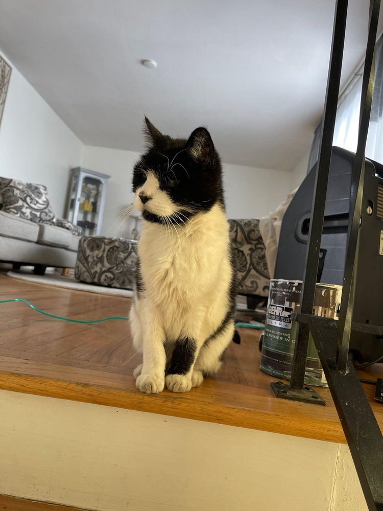 It's really about the pets we meet along the way... for Mr. Pipe Dreams LLC in Colorado Springs, CO