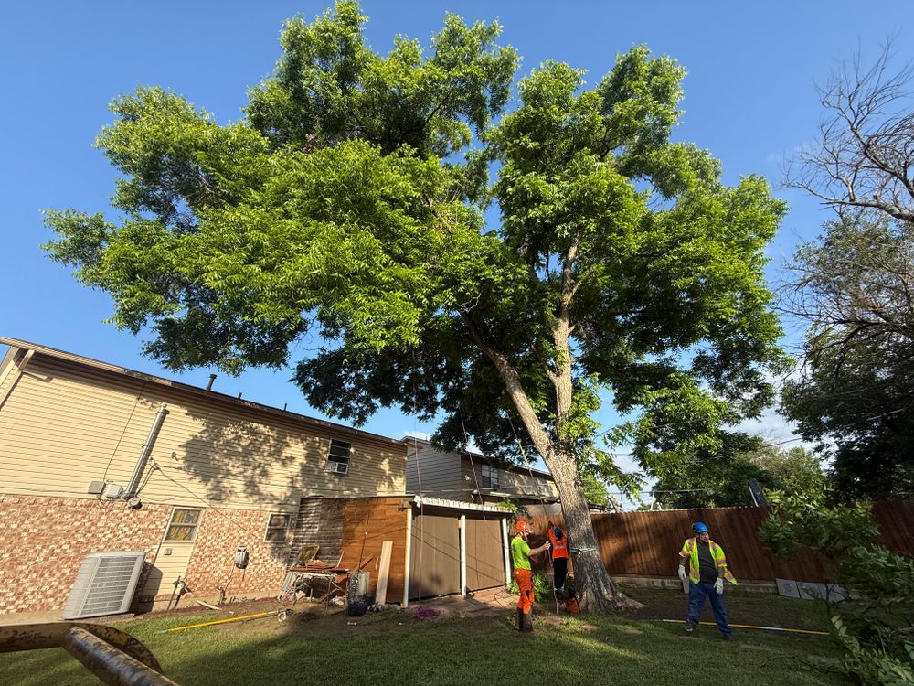 All Photos for Blu-J Tree Care in Arlington, TX