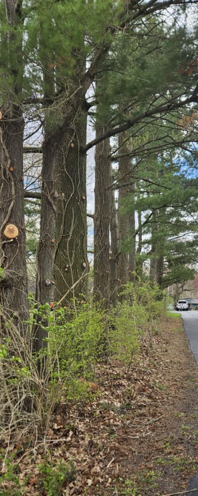 All Photos for Highborn Tree Service in Wheatfield, IN