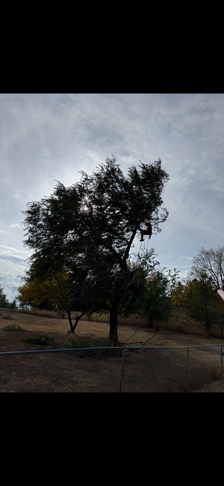 All Photos for Elevated Tree Care in Gillette, WY