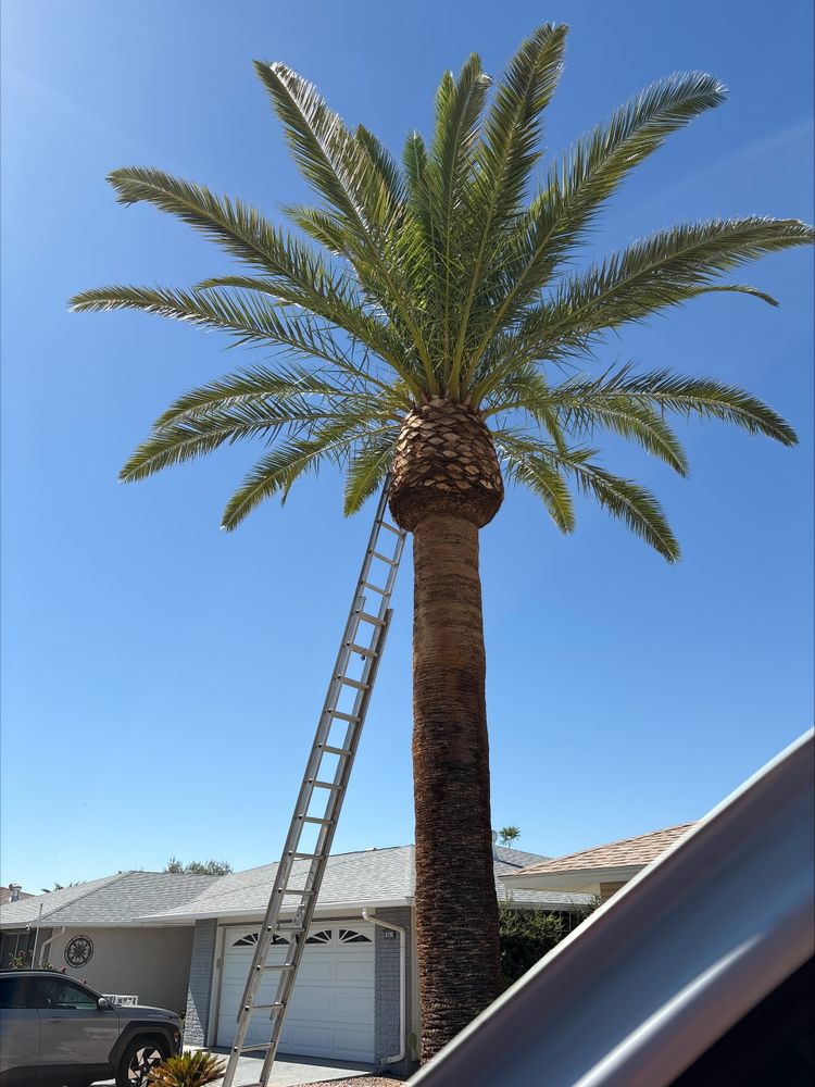 Hardscaping Landscaping for Ramirez Landscaping in El Mirage, AZ