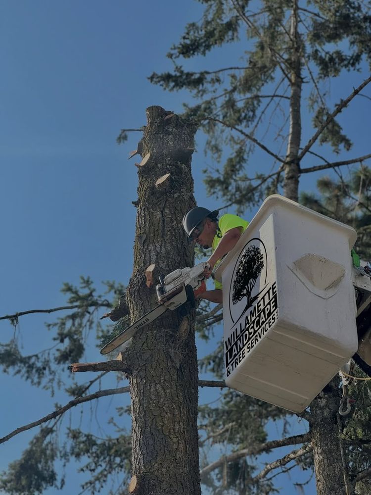 Our Tree Removals service ensures safe, efficient removal while enhancing your landscape. We also offer expert mulch installation to enrich soil and maintain a pristine look for your outdoor space. for Willamette Landscaping and Tree Services in Albany, OR