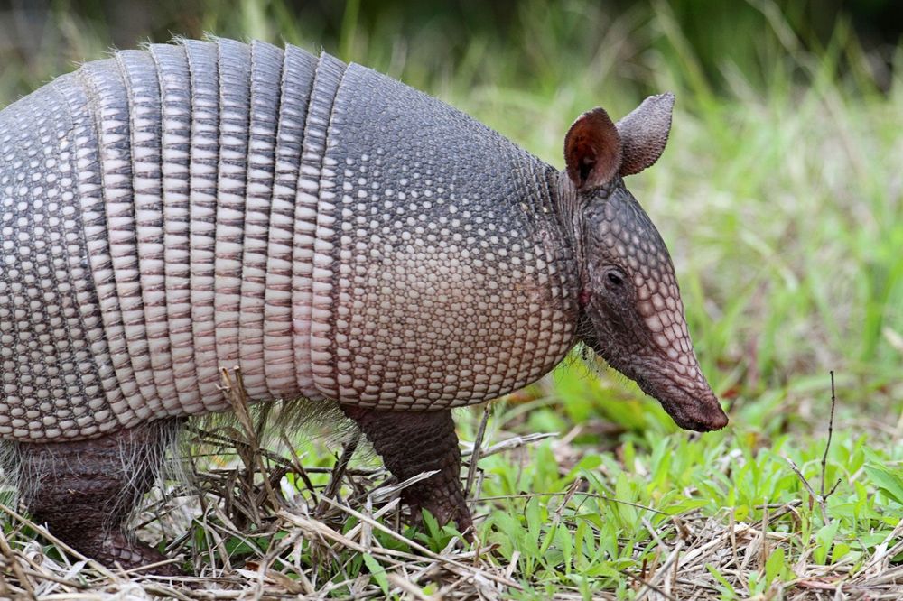 Our Armadillo Control service safely and effectively removes armadillos from your property, preventing damage to lawns and gardens while ensuring a humane approach tailored specifically to protect your home environment. for Toppers Wildlife Removal in Garland, TX