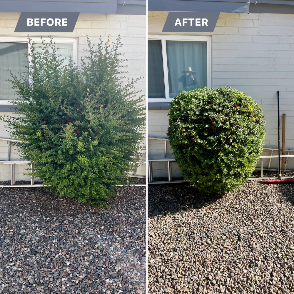 Topiary & Lawn Care for Grand Canyon State Landscape Inc. in Surprise, AZ