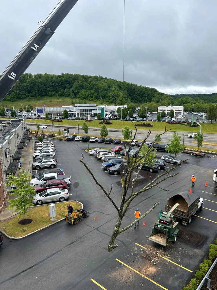 Shrub Trimming for JJ Tree Service in Gibsonia, PA