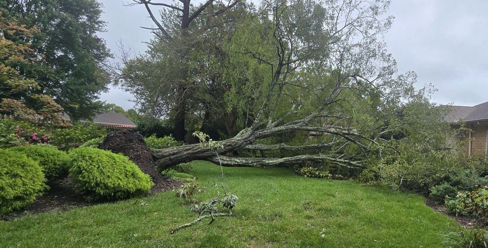 All Photos for Beach Tree Care in Virginia Beach, VA