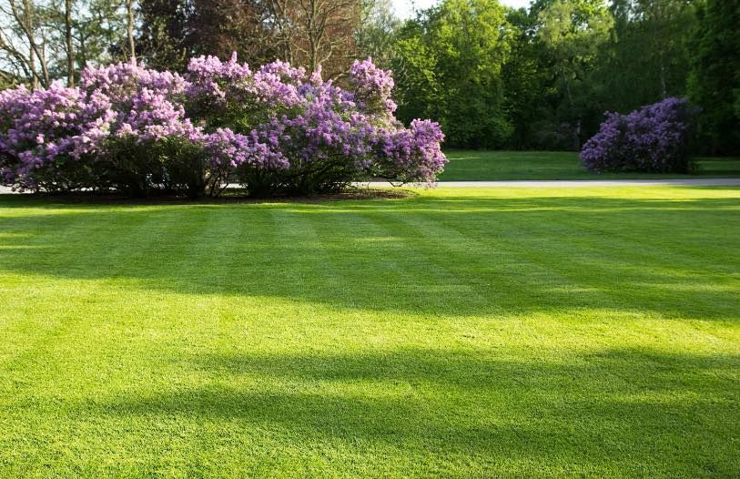 Our expert mowing, trimming & blowing service ensures your lawn remains healthy and beautiful all year round. Let us take care of the tedious task of lawn maintenance so you can enjoy your outdoor space. for Absolute Lawn Solutions LLC in Sutherland, VA