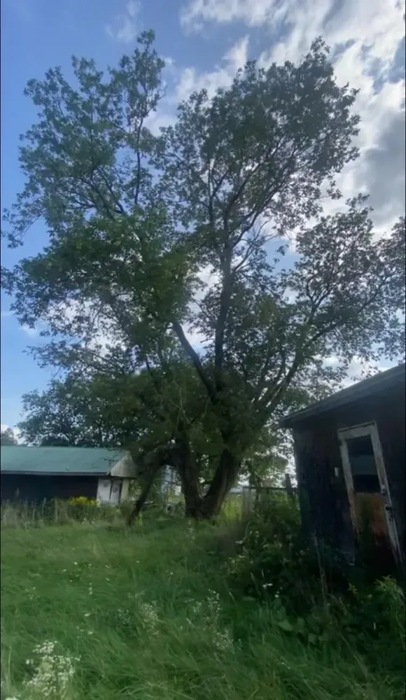 All Photos for Licensed to Cut Tree Service in Athens, PA