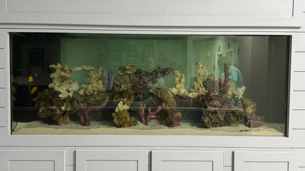 Aquarium Maintenance for Aquariums by Sharyn in The State of Florida, FL