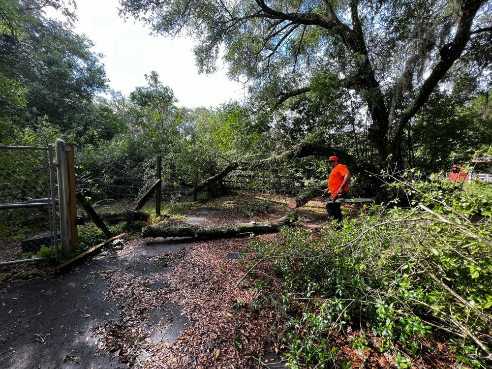 Tree Removal for Daniel Hickey’s Tree Service in DeLand, FL