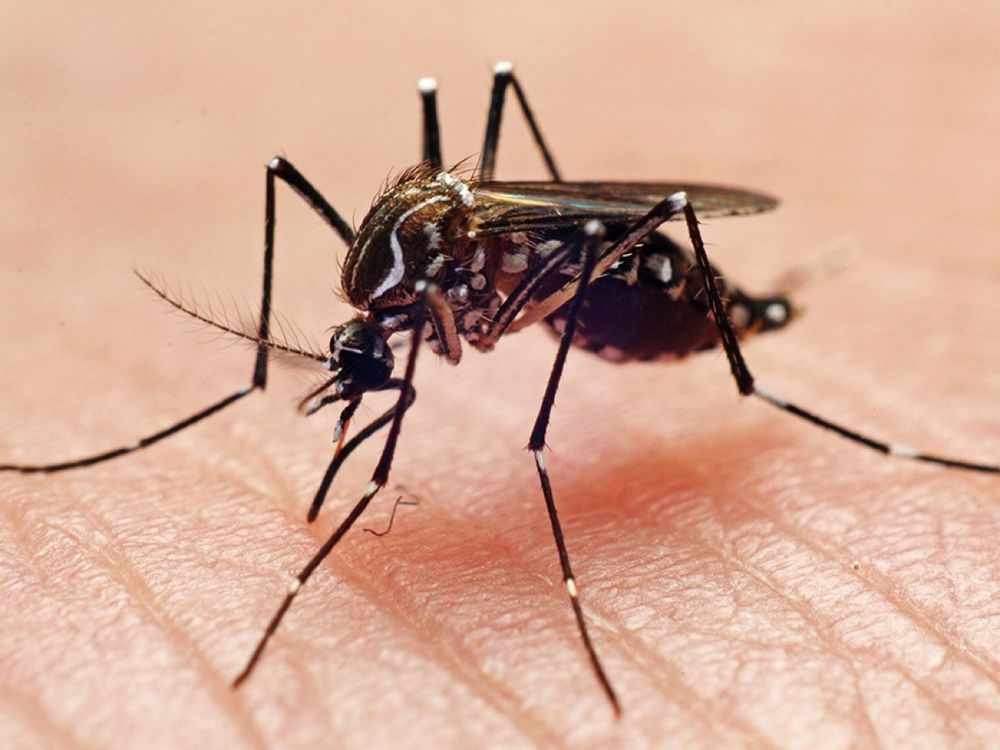 Our Mosquito Control service effectively reduces mosquito populations around your home, ensuring a safer and more comfortable outdoor environment. Enjoy peace of mind knowing your family is protected from these annoying pests. for Winecoff Pest Control in Salisbury, NC
