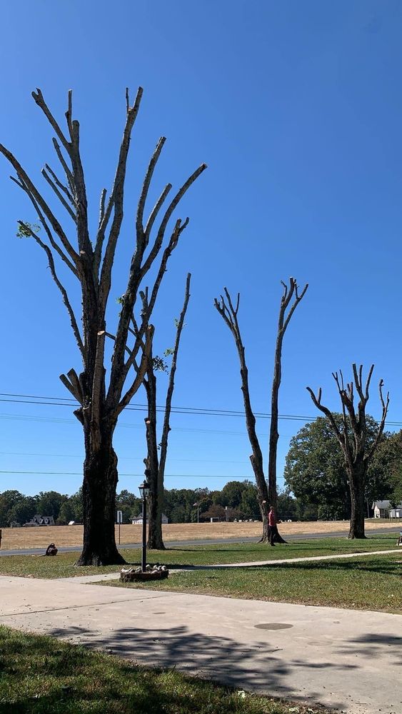 Tree Trimming for DW’s Tree Service in Winston-Salem, NC