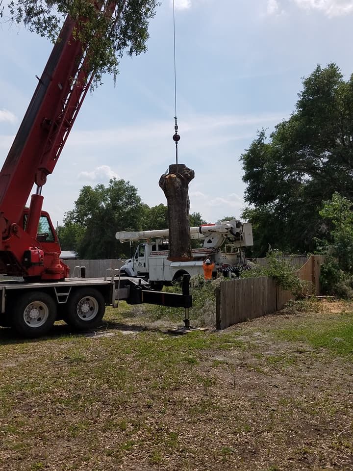 Tree Removal for Daniel Hickey’s Tree Service in DeLand, FL