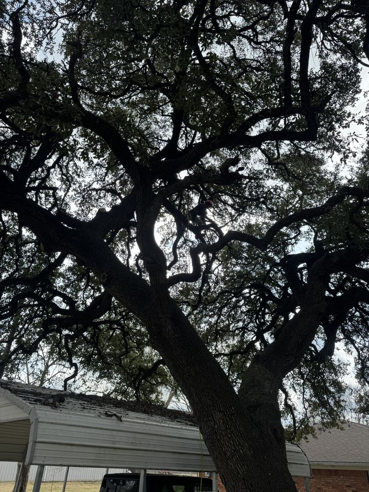 All Photos for Braun Tree Service in Floresville, Texas