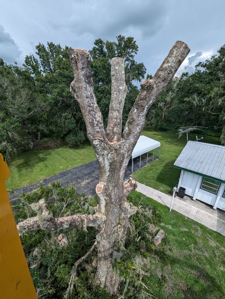 All Photos for Regal Tree Service and Stump Grinding in Wauchula, FL