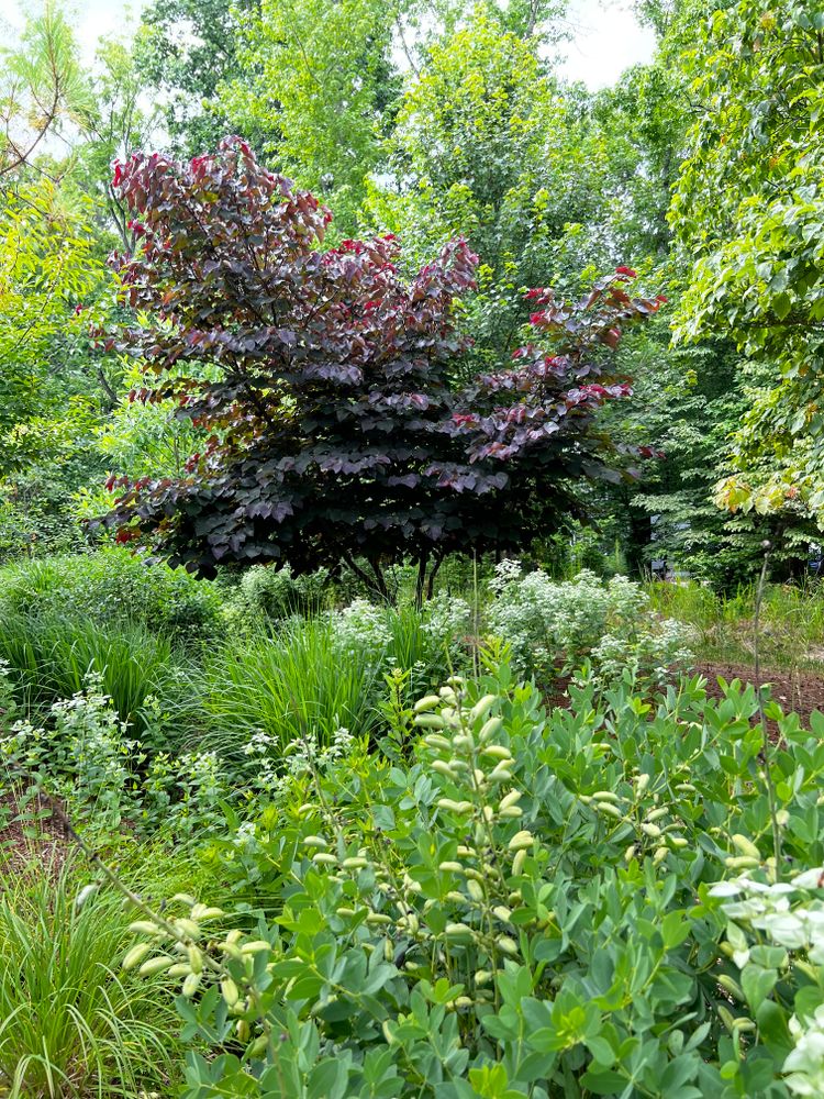 All Photos for Christina King Landscape Design in West Raleigh, NC
