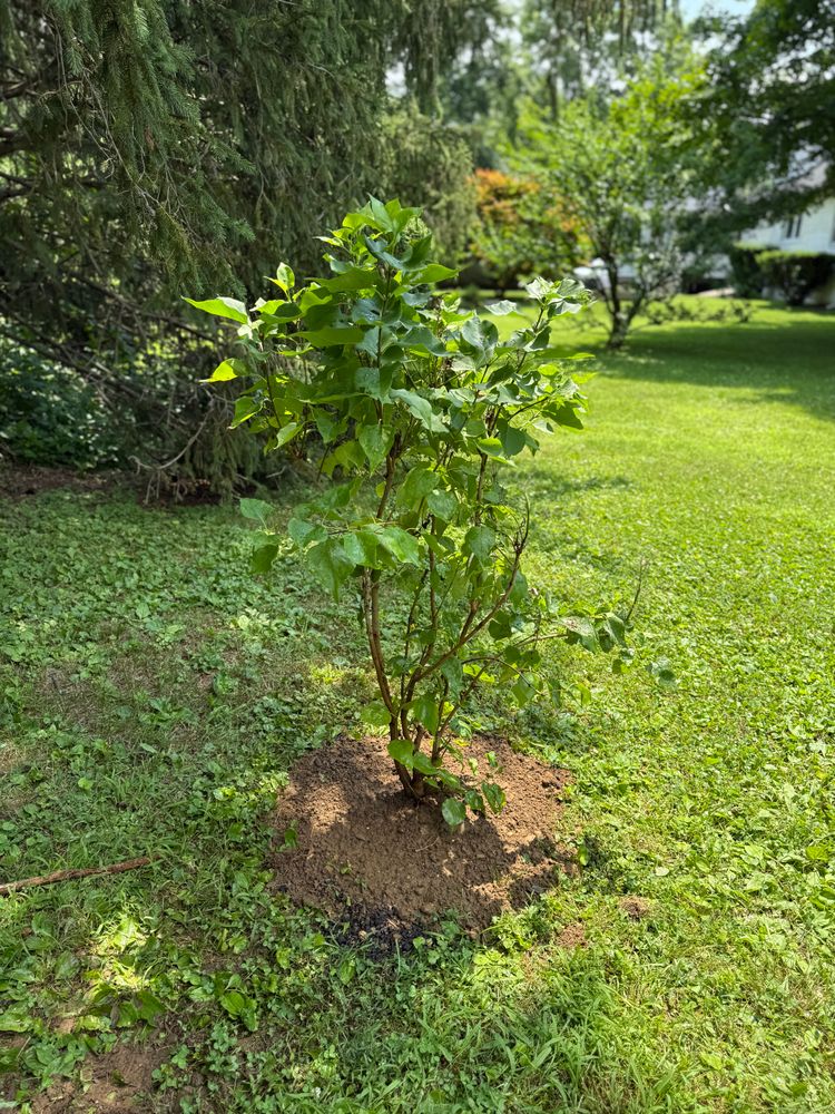 All Photos for Ardisi Property Maintenance LLC in Poughkeepsie, NY 