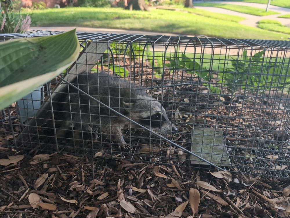 All Photos for Topper's Wildlife Removal in Garland, TX