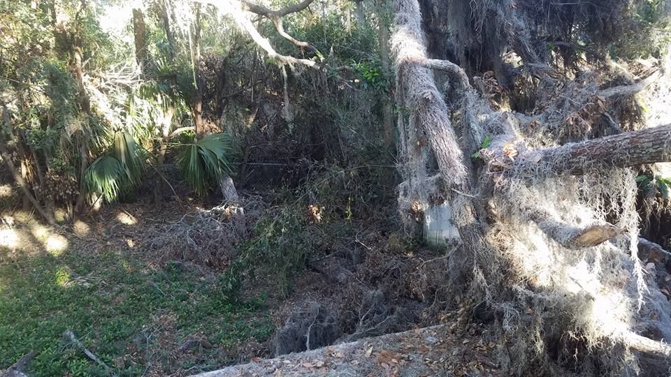 Tree Removal for Spruce Creek Tree Service in Port Orange, FL