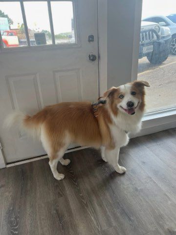 All Photos for Tails By The Lake Grooming in Branson West, MO