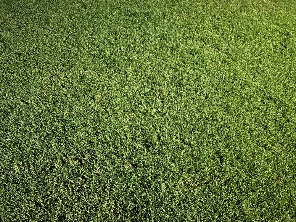 All Photos for Everett Lawn Care in Raleigh, NC