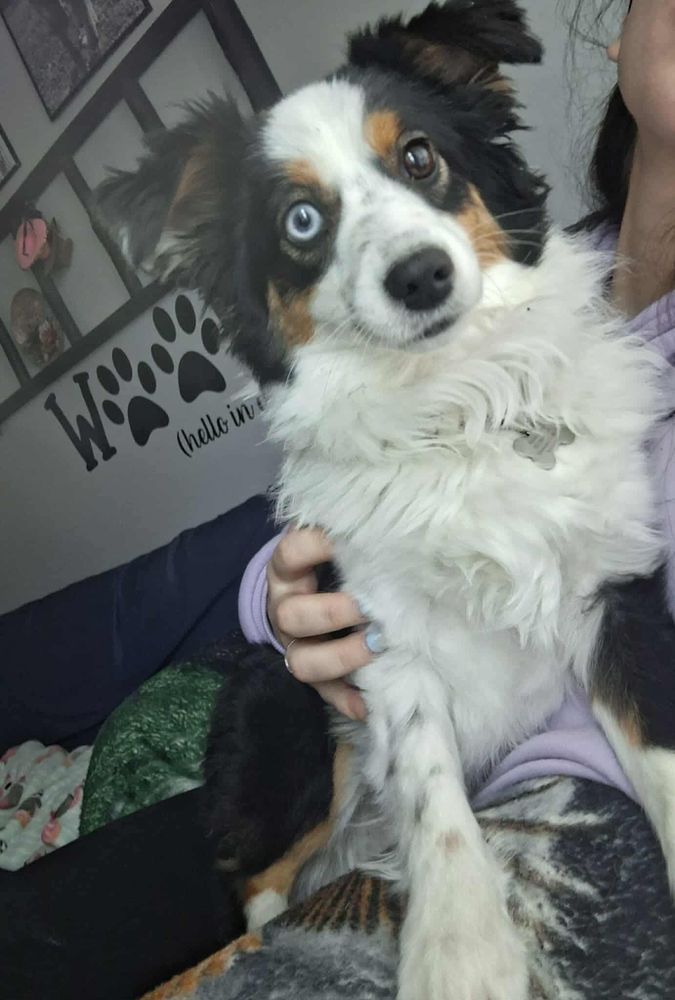 All Photos for Curbside Clips Mobile Grooming in Roachdale, Indiana