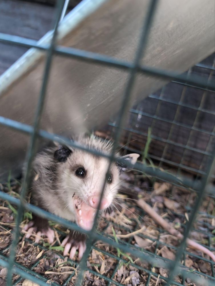 All Photos for Topper's Wildlife Removal in Garland, TX