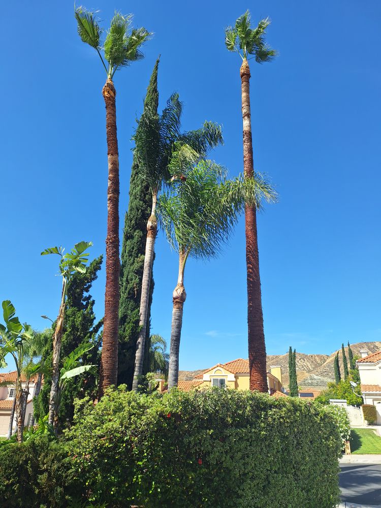 All Photos for Best Lawncare in Colton, CA