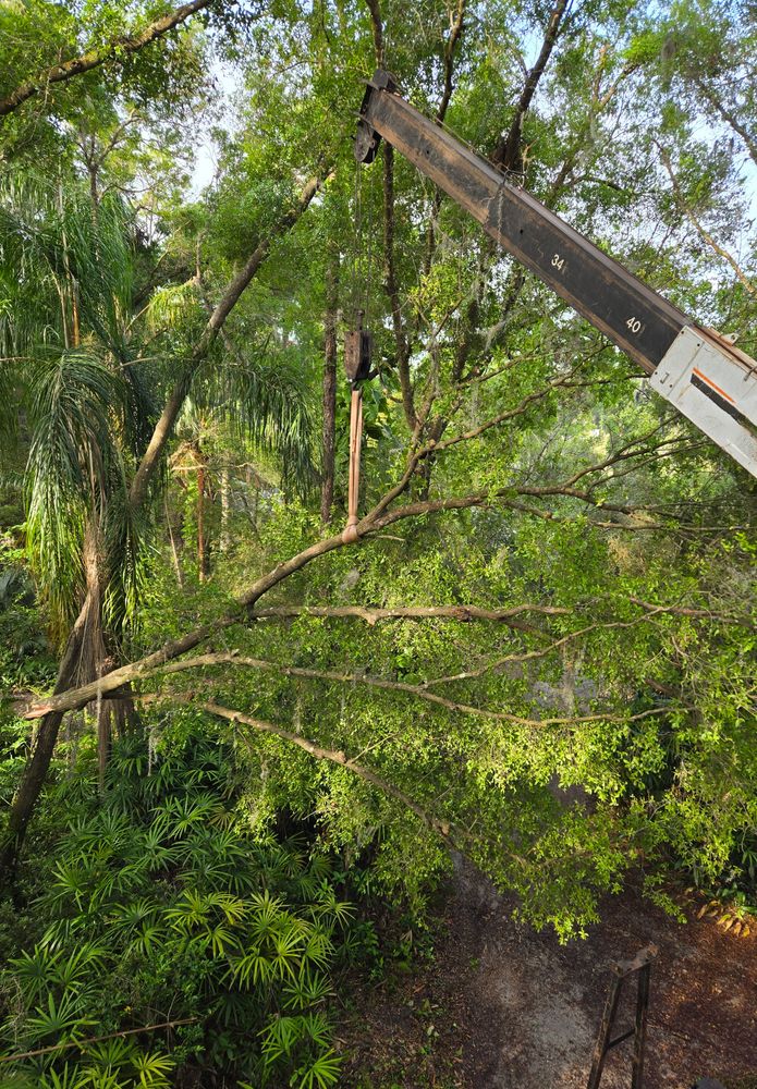 All Photos for Near Me Tree Service, Inc. in DeLand, FL