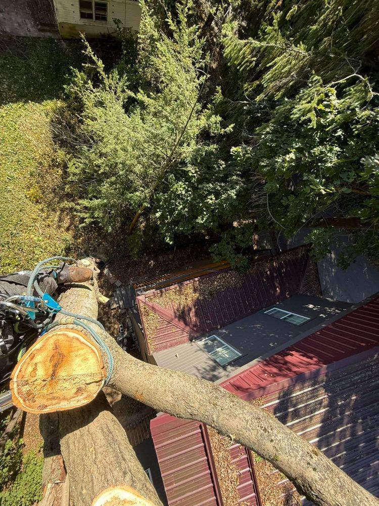 All Photos for Sterlings Tree Removal in Cobleskill, New York