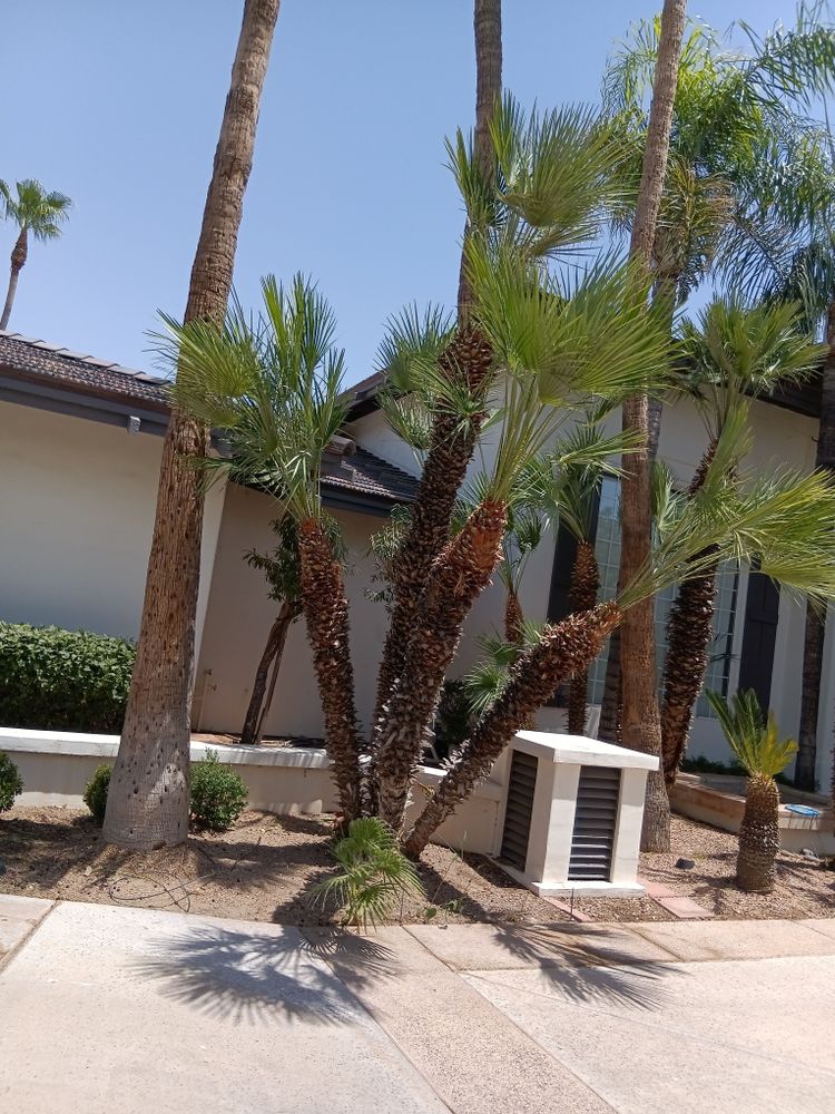 All Photos for Family Landscaping in Phoenix, AZ