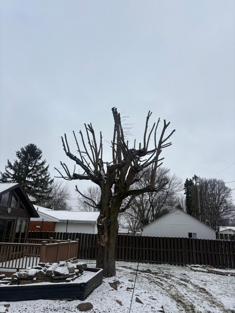 All Photos for Dig-It Tree Company in Mason, OH