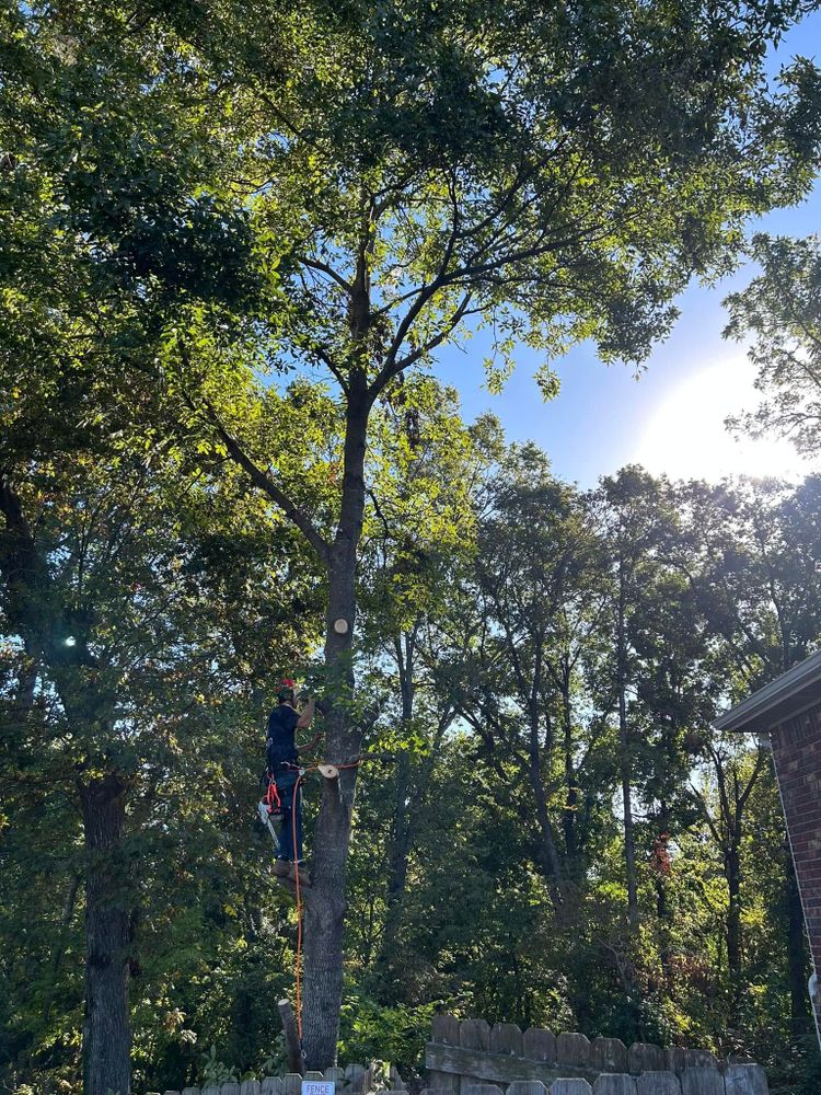 All Photos for Dale's Tree Service in Springdale, AR