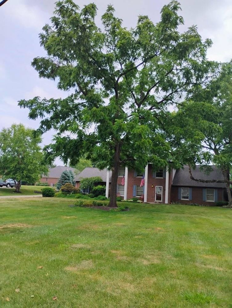 All Photos for Kingdom Tree Trimming and Removal LLC in Covington, KY