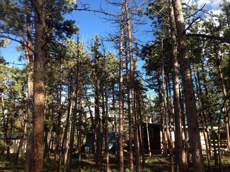 All Photos for Beetle Busters LLC in Centennial, CO