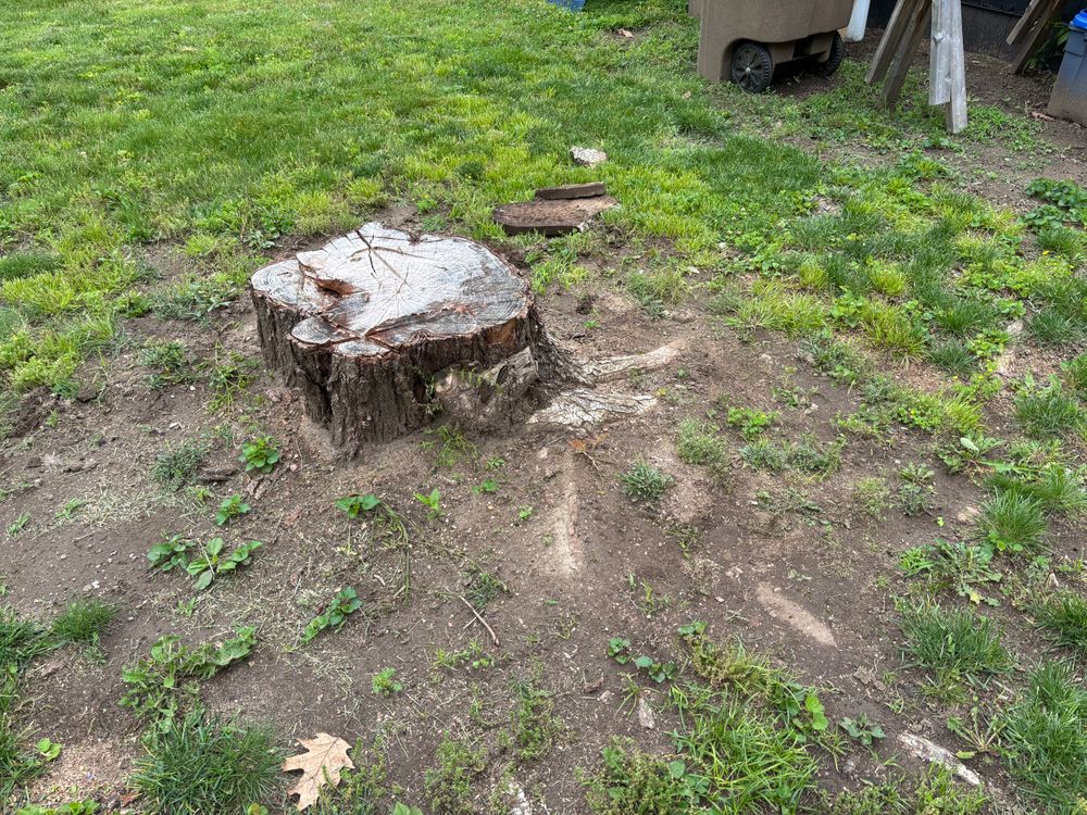 All Photos for Conrad's Stump Removal in Columbus, IN