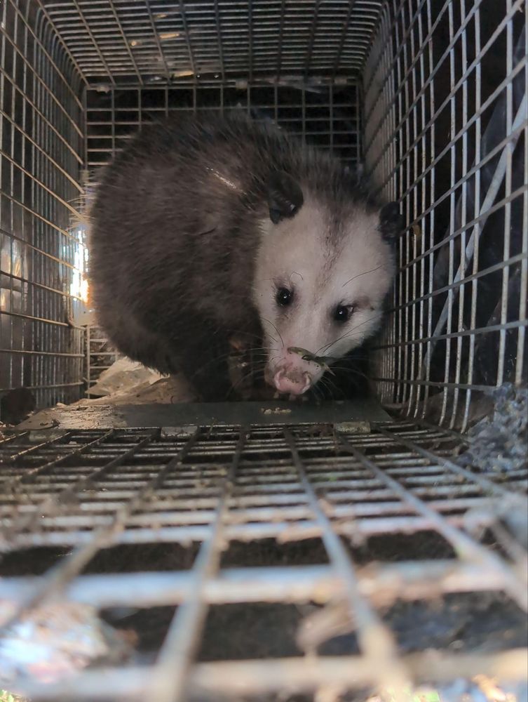 All Photos for Topper's Wildlife Removal in Garland, TX