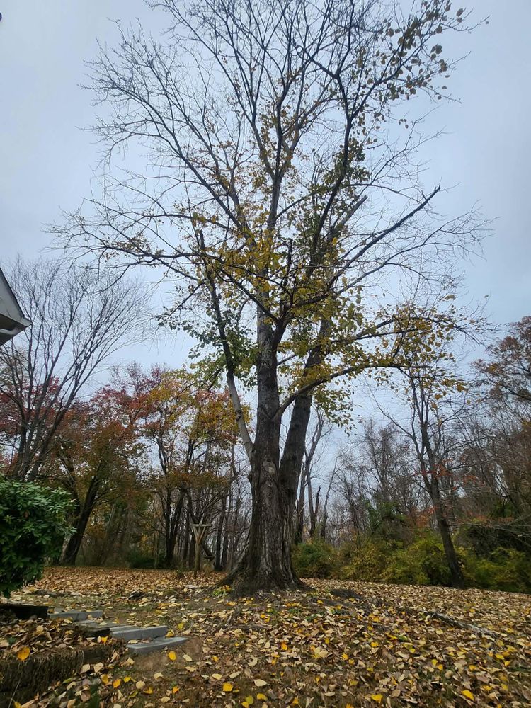 All Photos for Branch Out Tree Care LLC in Fredericksburg, VA