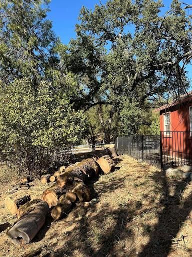 Tree Removal for Tyco Forest Management in Placerville, CA