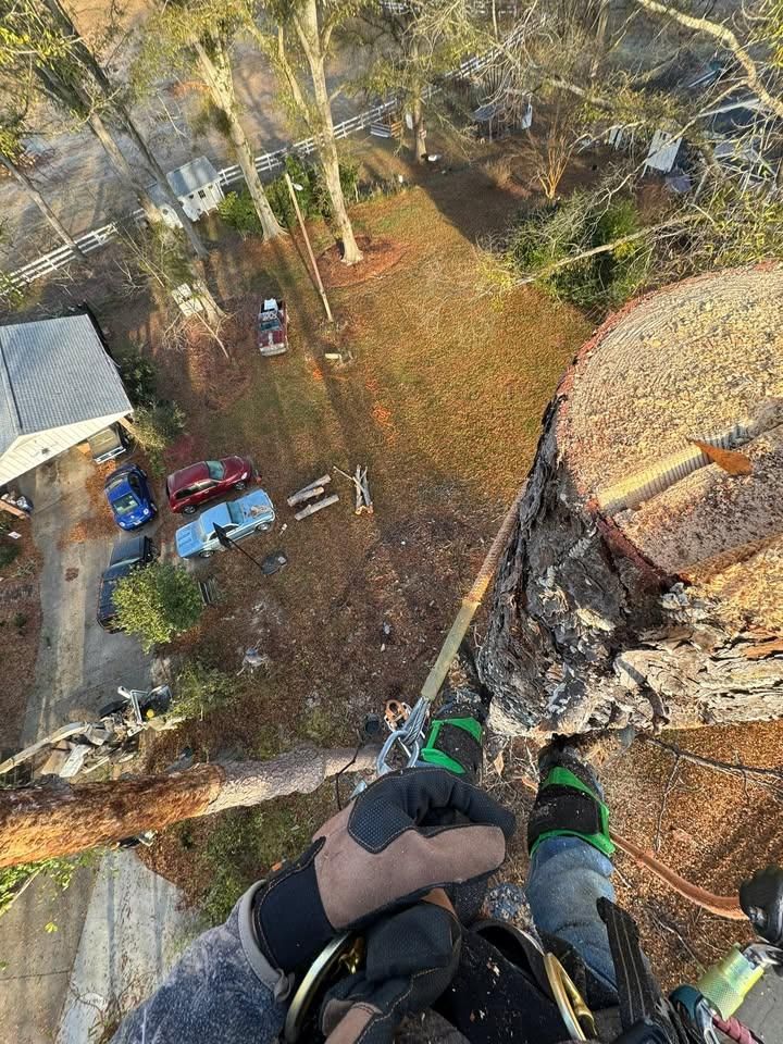 All Photos for Pedro's Tree Removal in Charlotte, NC