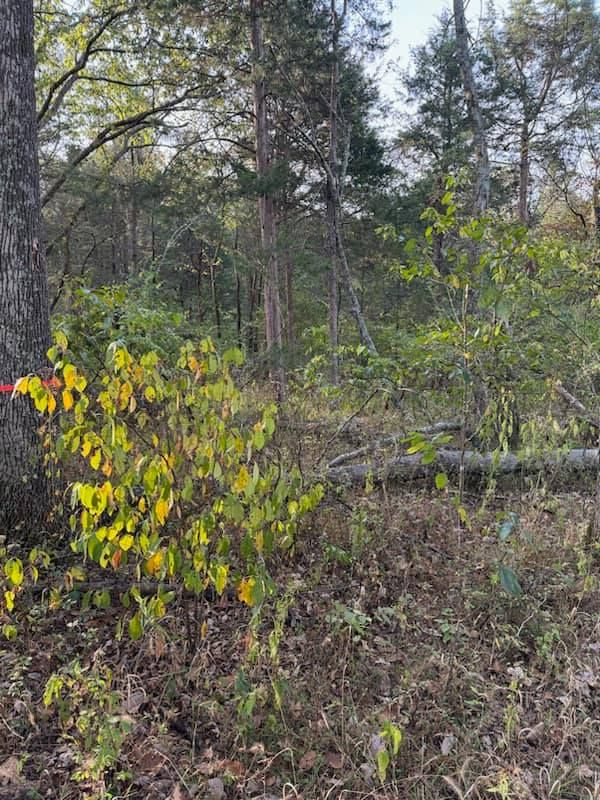 Land Clearing & Demolition for New Horizon Contracting in Bardstown, KY