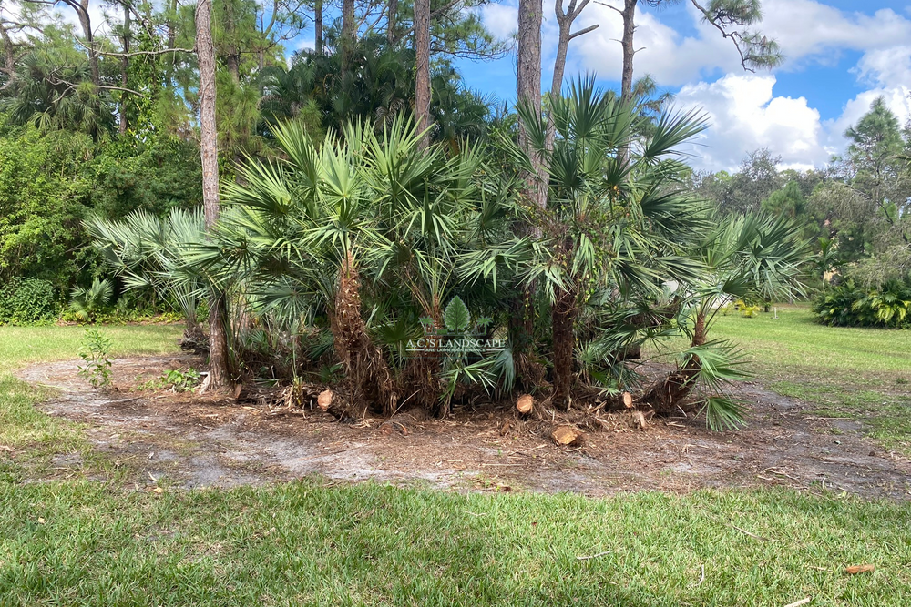 Landscaping for A.C.'s Landscape and Lawn Maintenance in   Coral Springs, FL