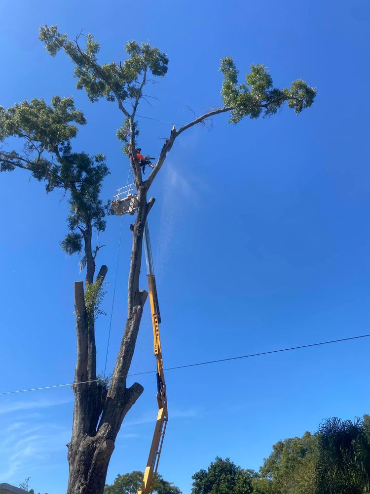 Fall and Spring Clean Up for Efficient and Reliable Tree Service in Lake Wales, FL