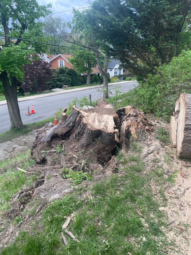 Tree Removal for TLC Professional Tree Service in Bedford, TX